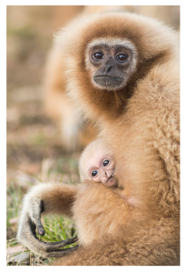 gibbon2