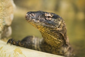 Nyíregyháza, 2016. március 8. Florian, a Nyíregyházi Állatpark két új komodói varánuszának (Varanus komodoensis) egyike az állatpark Zöld Piramisában 2016. március 8-án. A két ötéves hím varánusz a prágai állatkertbõl érkezett az év végén elhullott tenyészpár pótlására. MTI Fotó: Balázs Attila