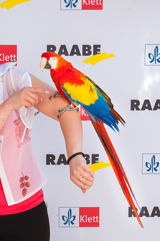 Raabe-Klett-papagáj-s