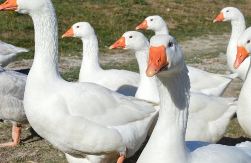 A képen libákat látunk sétálni a mező melletti úton