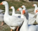 A képen libákat látunk sétálni a mező melletti úton
