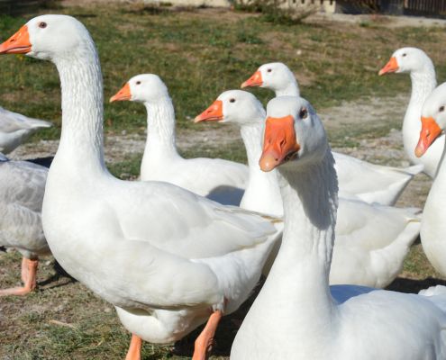 A képen libákat látunk sétálni a mező melletti úton