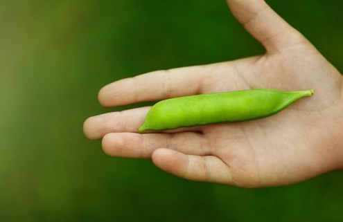Mit csinál a kis kezem - egy gyermek a kezében egy zöldborsót tart
