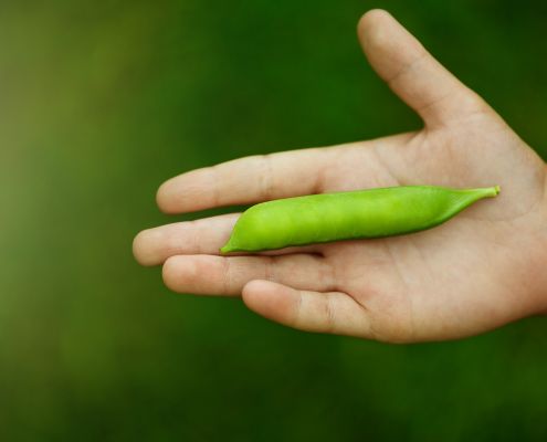 Mit csinál a kis kezem - egy gyermek a kezében egy zöldborsót tart